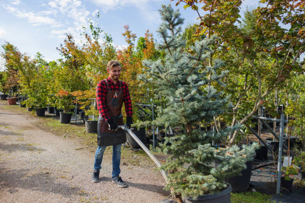 Best Root Management and Removal  in Granite Falls, NC